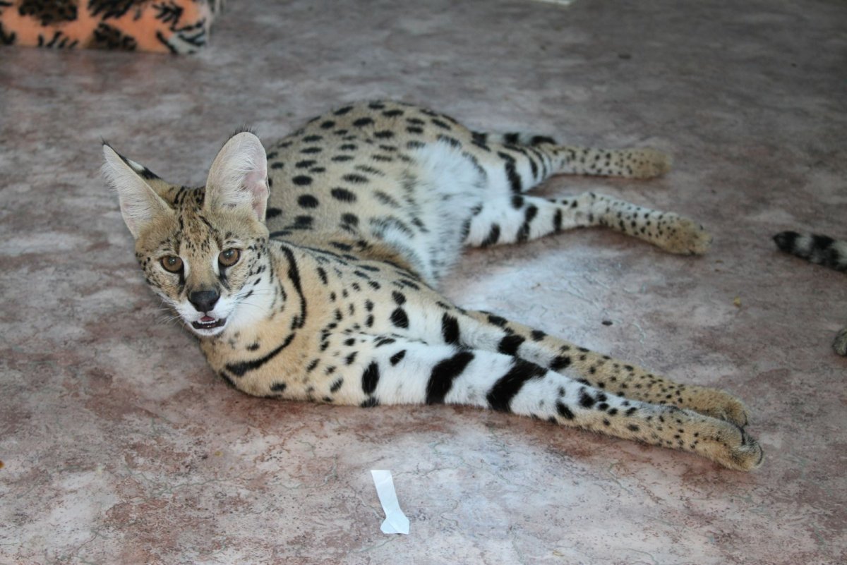 Саванна кошка снежный Барс