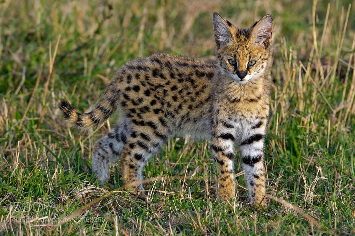 Дикая кошка сервал