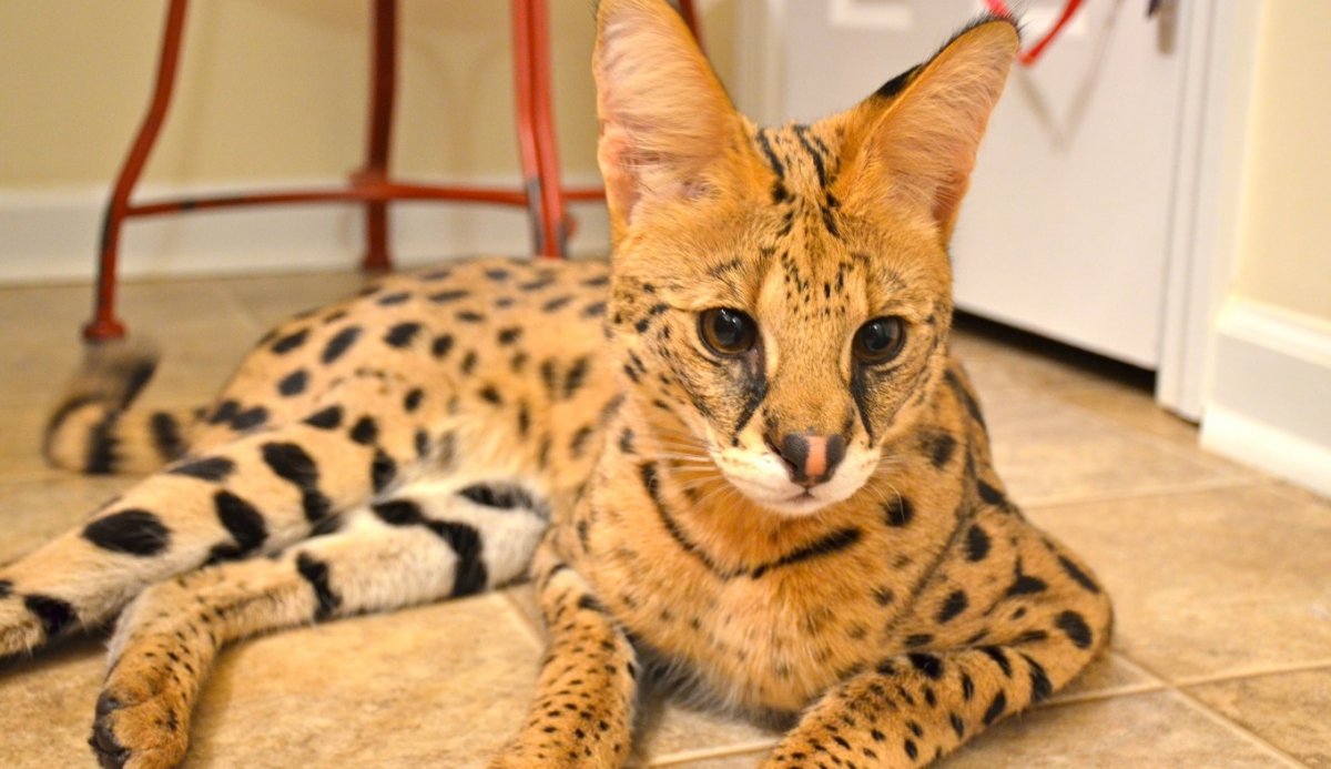 Сервал кошка Ашера