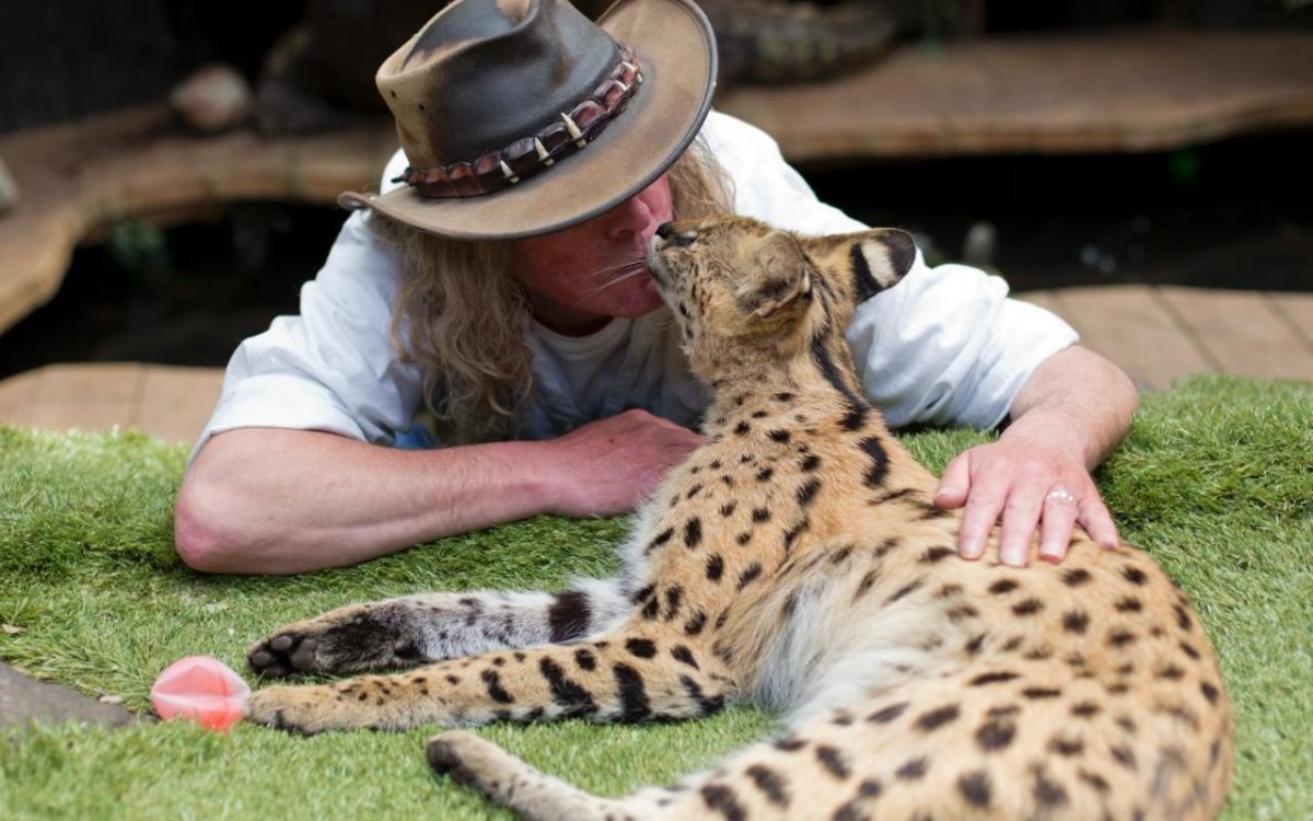 Кот сервал домашний с человеком