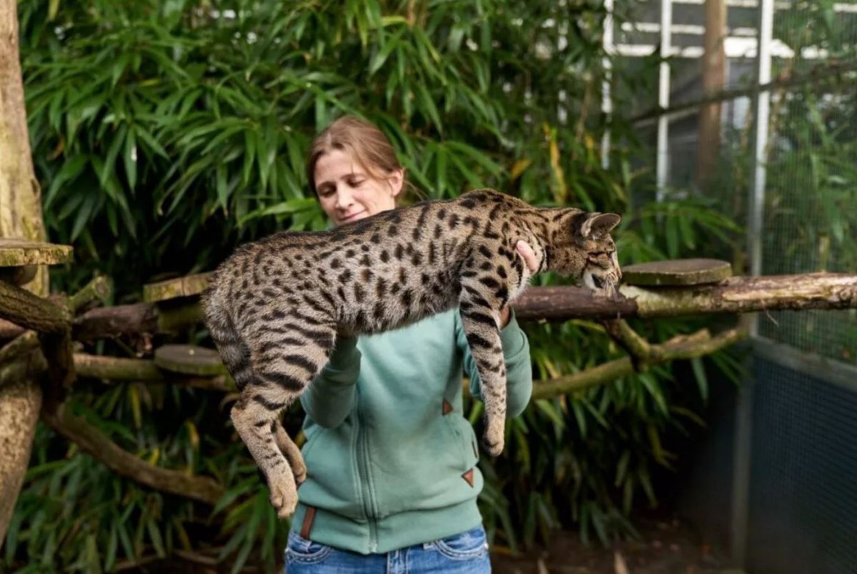 Саванна кошка