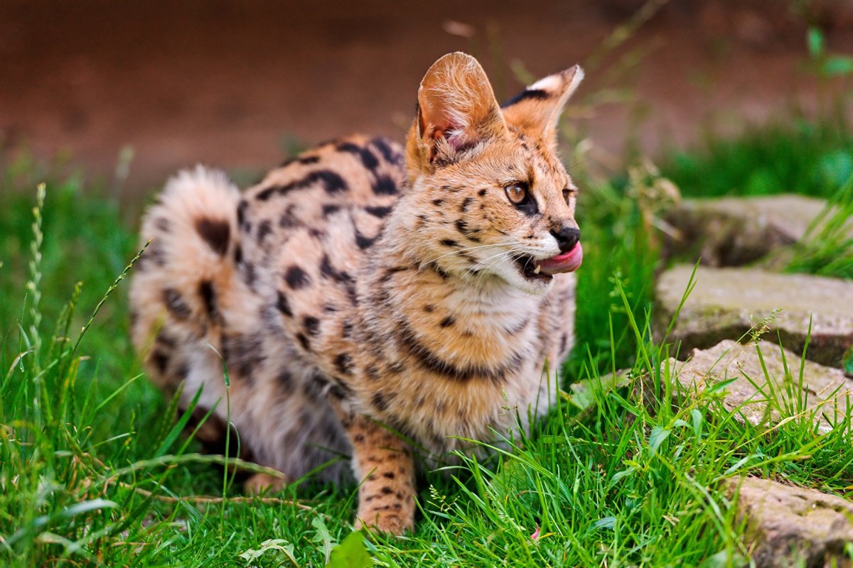 Сервал (Leptailurus Serval),