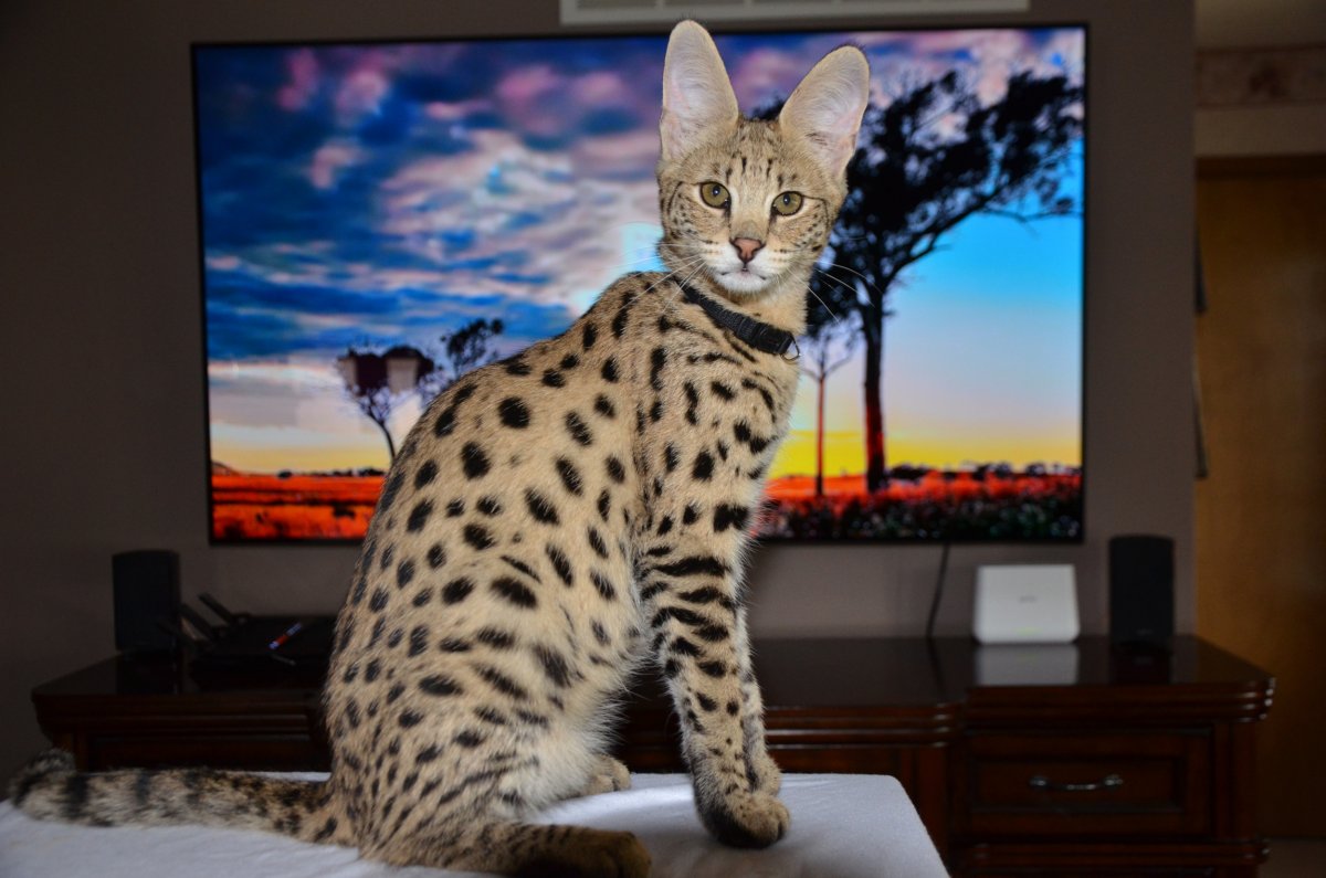 Кошка Саванна f1 f5 отличия