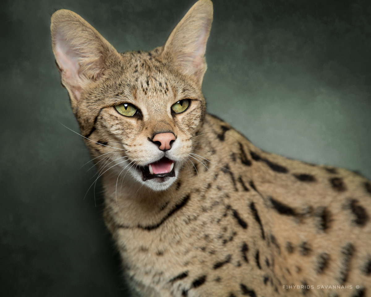 Кошка Саванна анфас