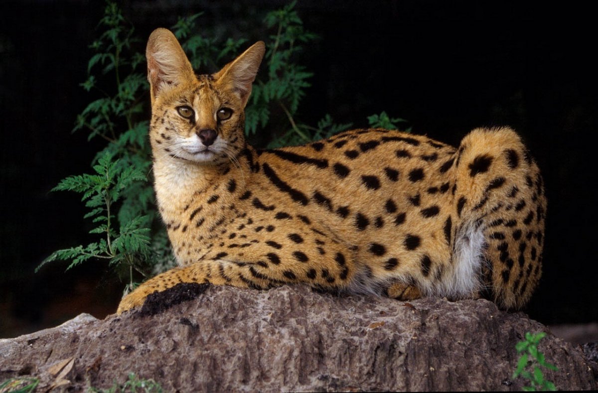 Африканская кошка сервал