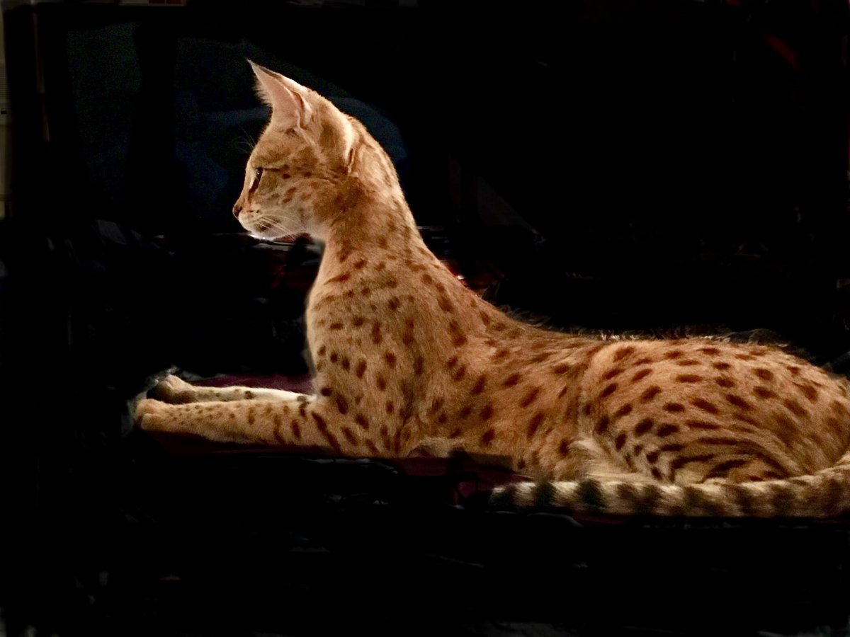 Порода кошек Саванна фото