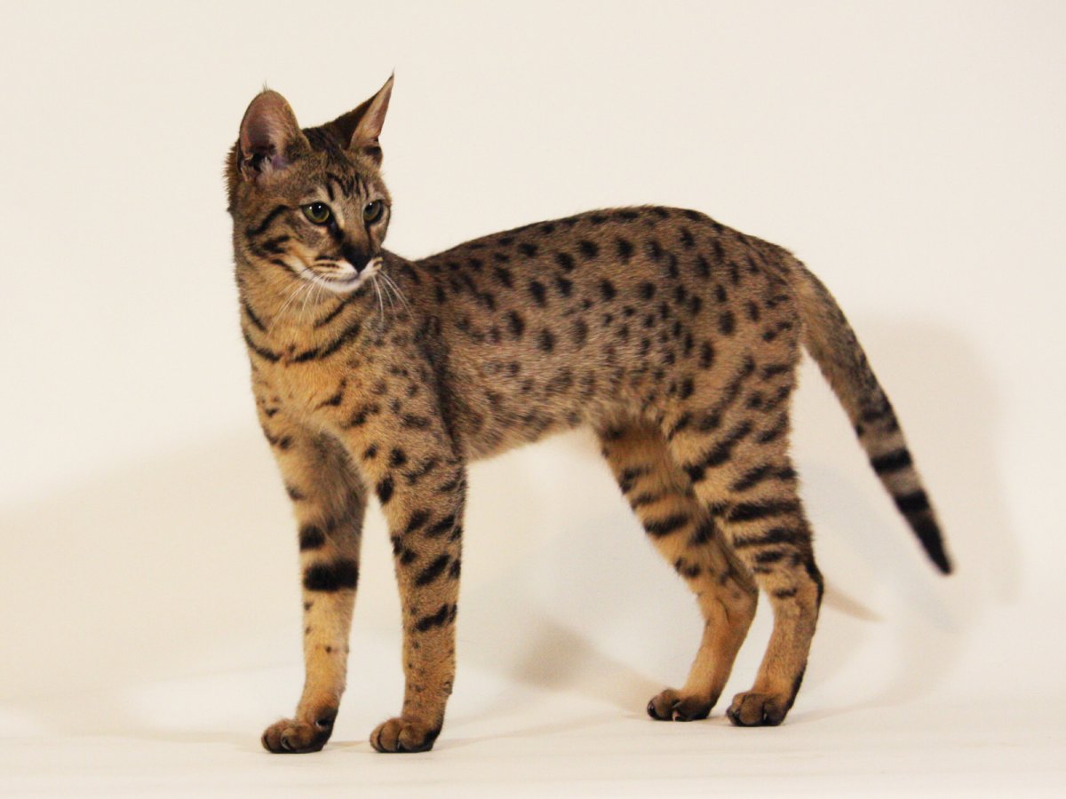 Мейн кун Ашера