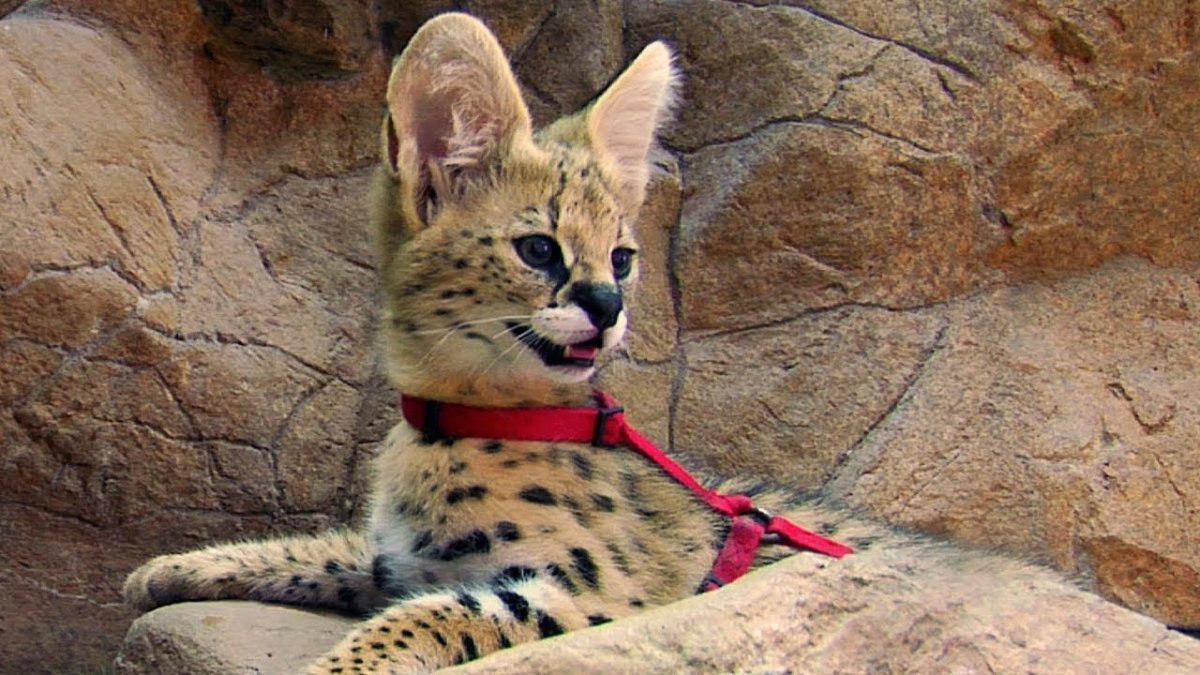 Сервал хвост