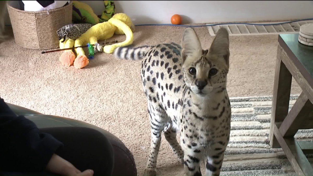 Кошка Саванна и кошка сервал