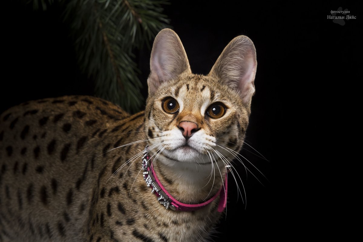 Кот Саванна f1