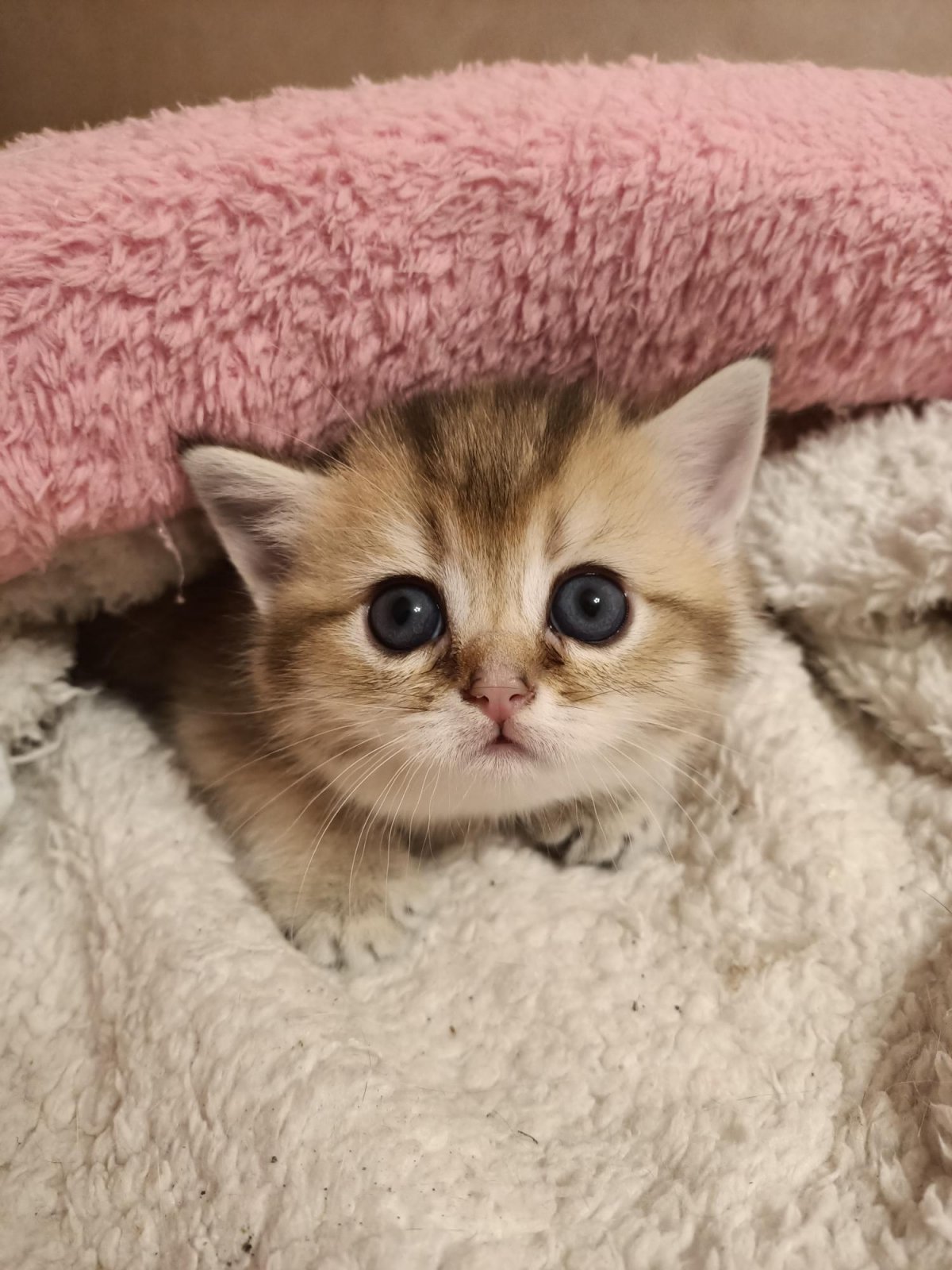 Британская шиншилла затушеванная