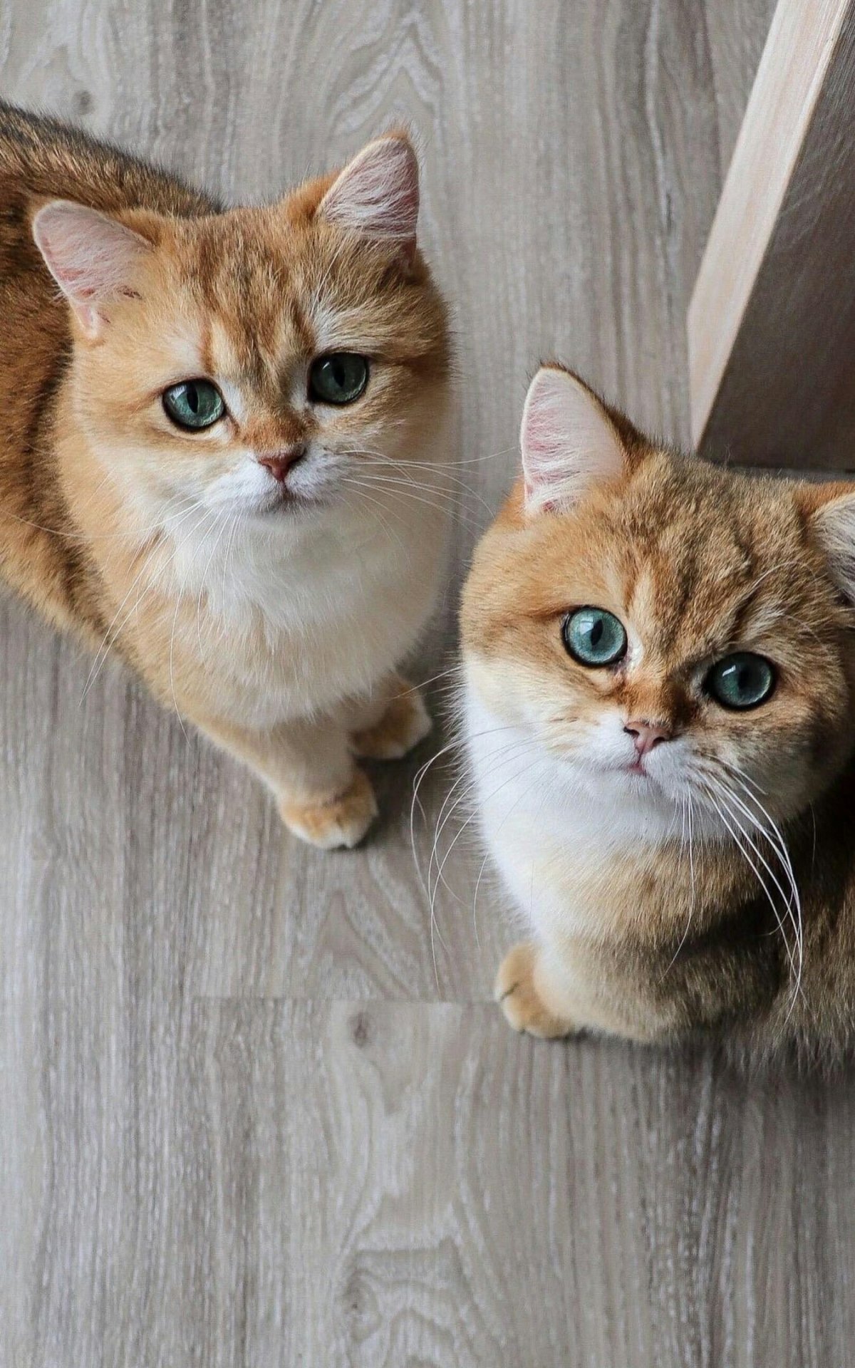 Британская шиншилла Золотая тикированная