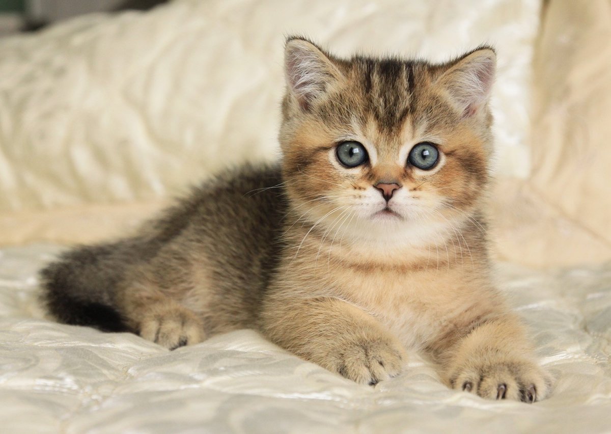 Британская Золотая шиншилла