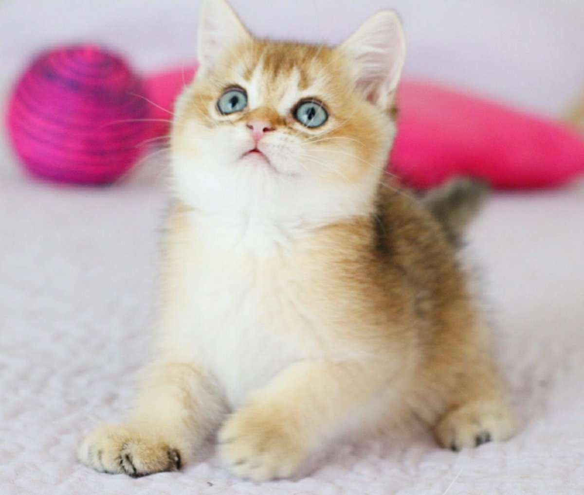 Британская Золотая шиншилла