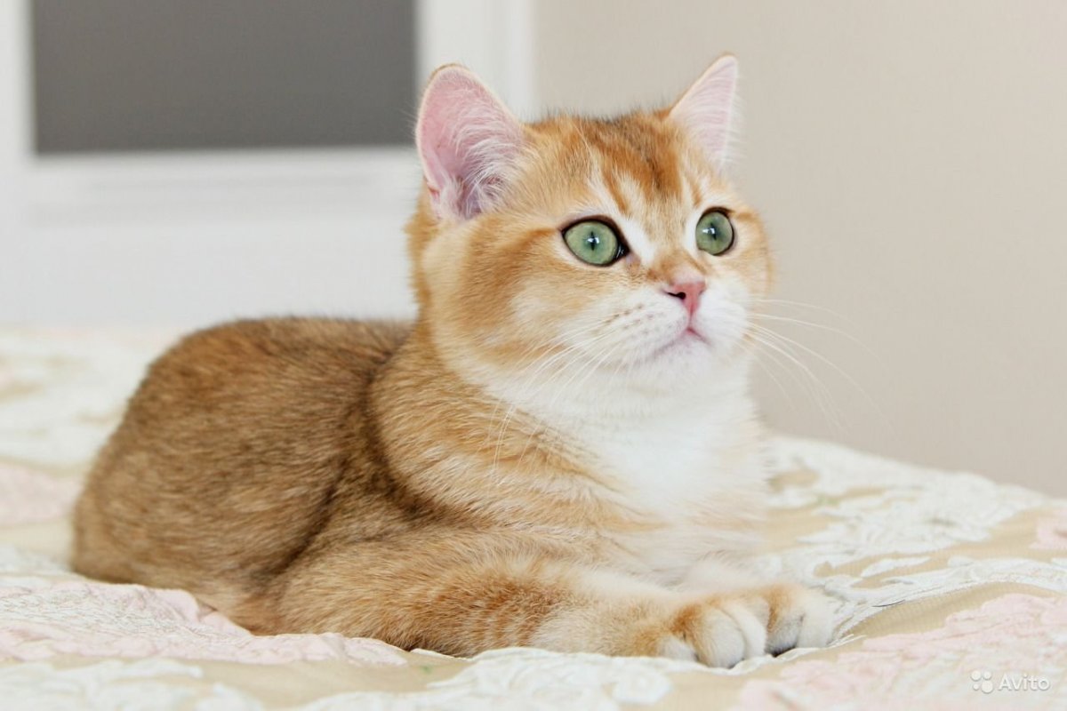 Манчкин Золотая шиншилла