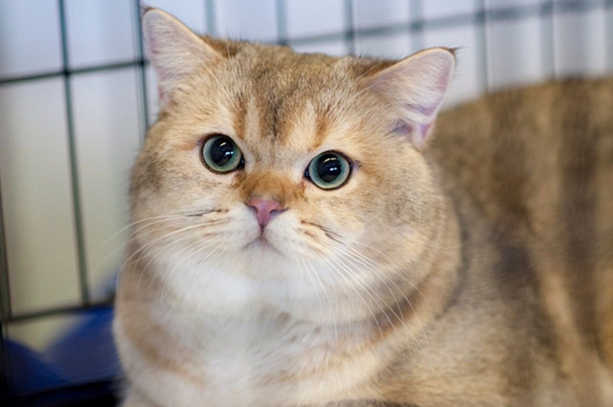 Золотая шиншилла кот