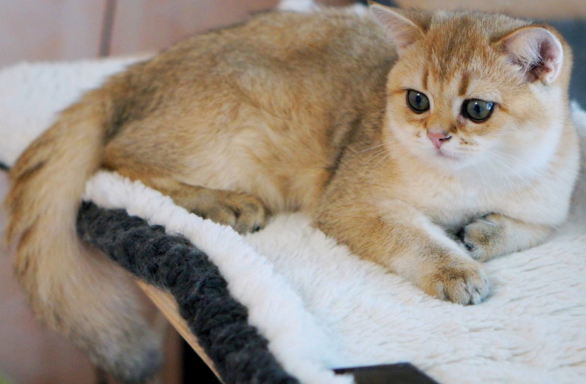 Британская тикированная шиншилла