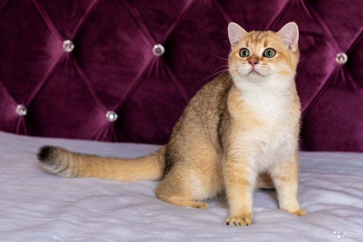 Шотландская кошка Золотая шиншилла