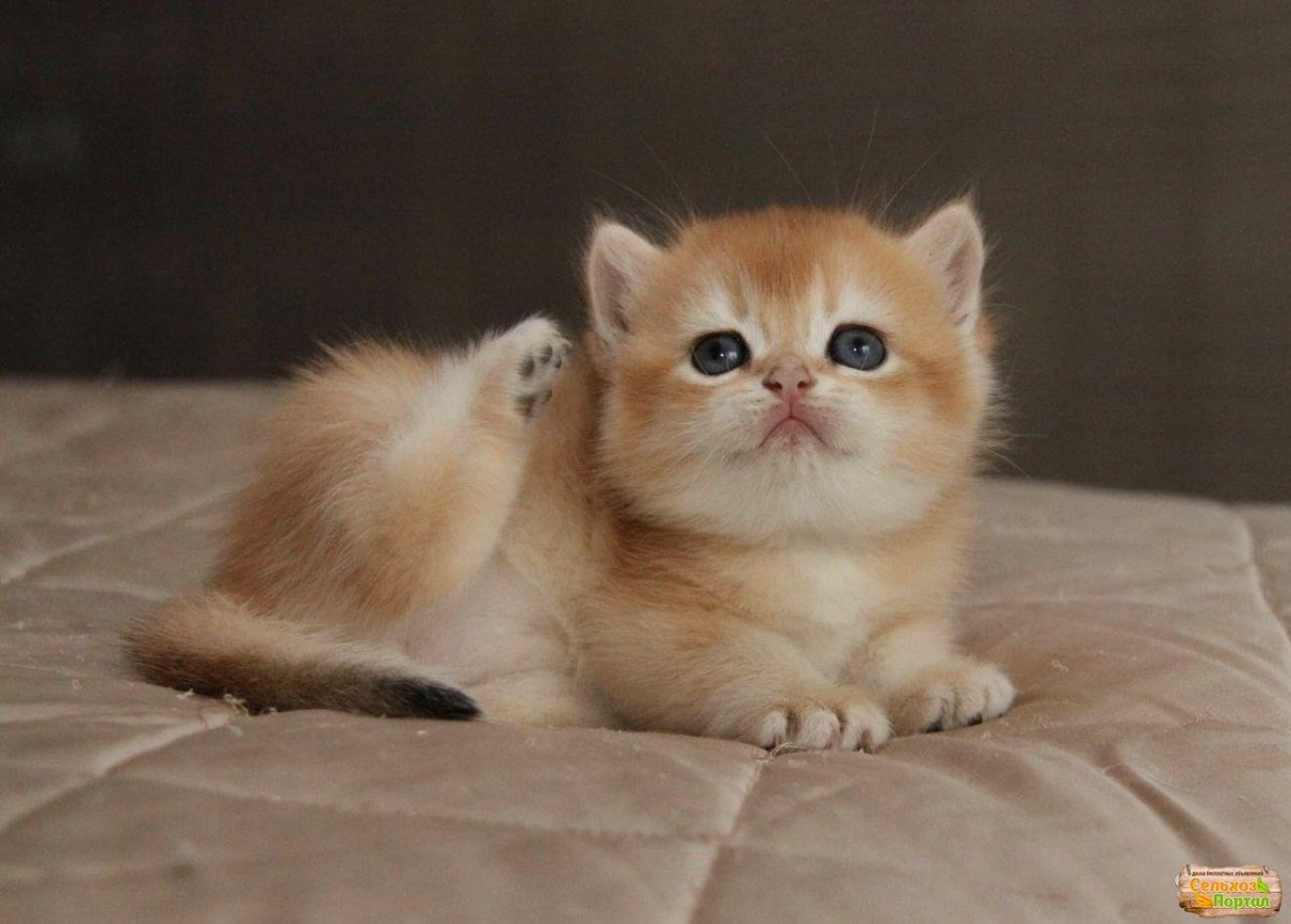 Голубая тикированная шиншилла