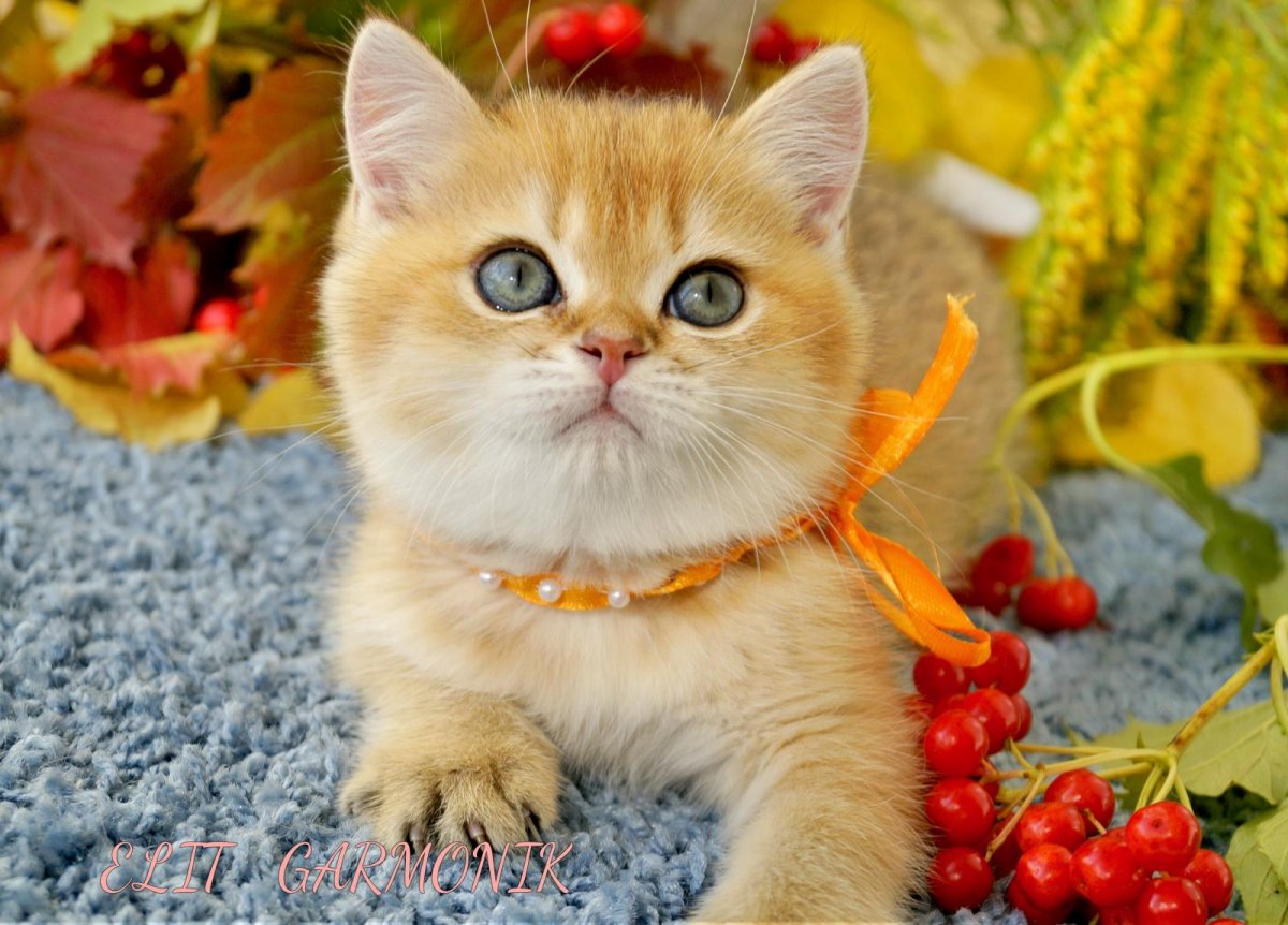 Британец Золотая шиншилла