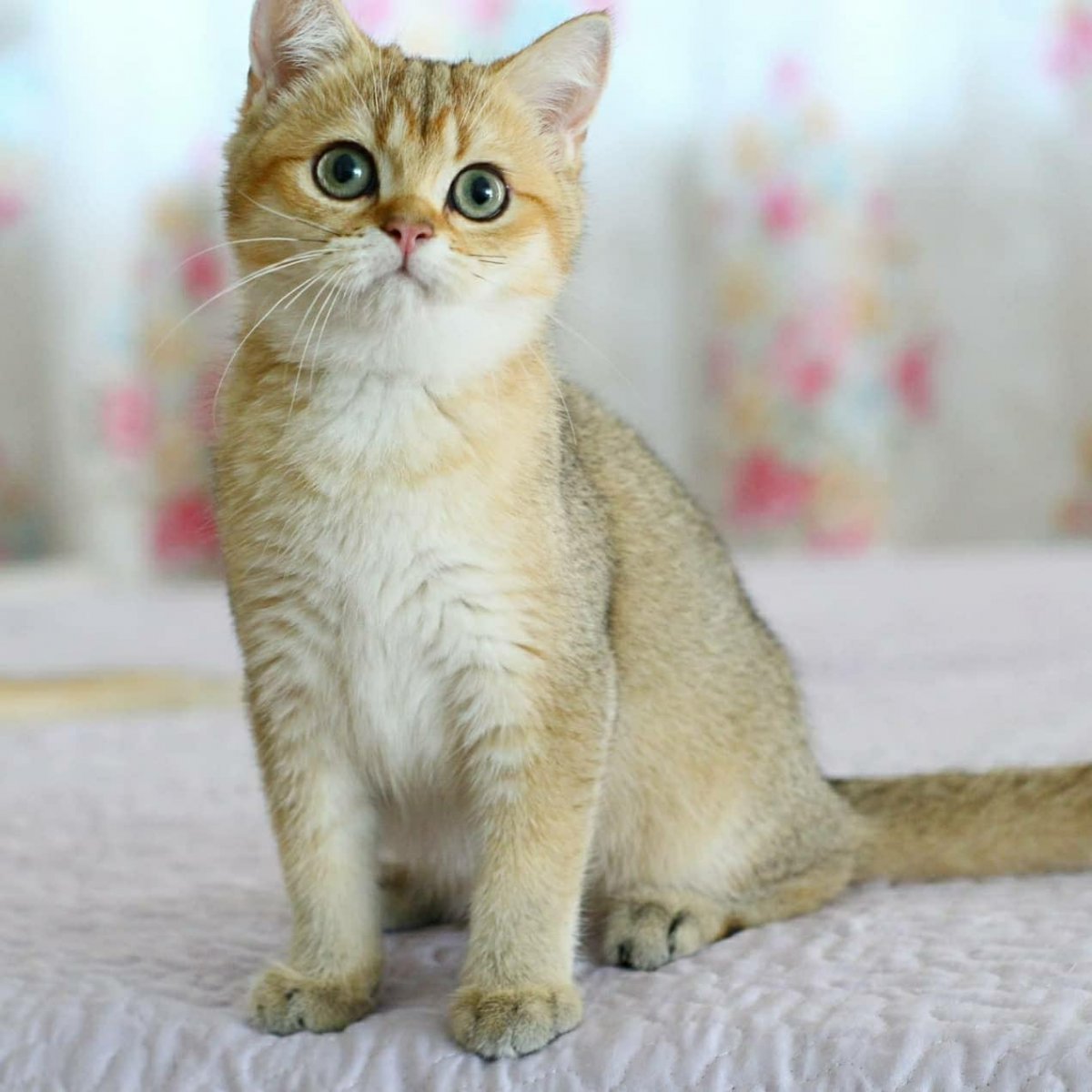 Скоттиш страйт Золотая шиншилла