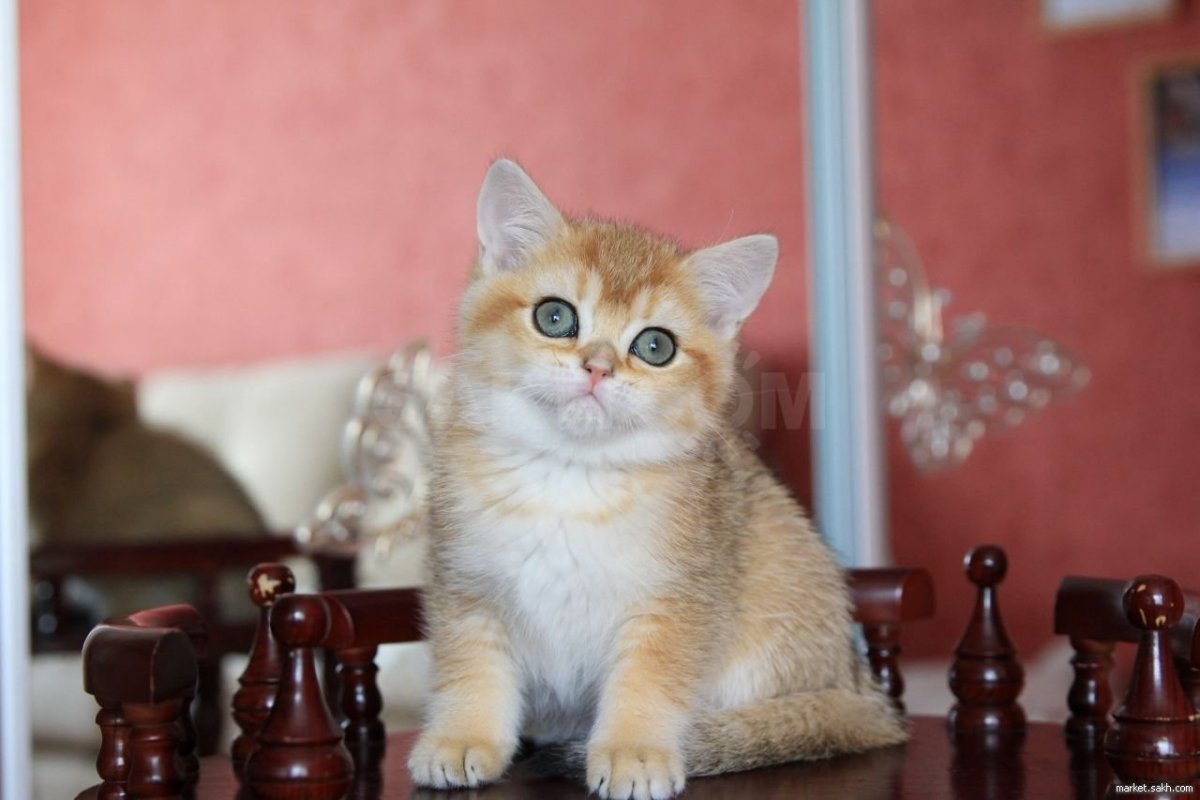 Хосико кот порода