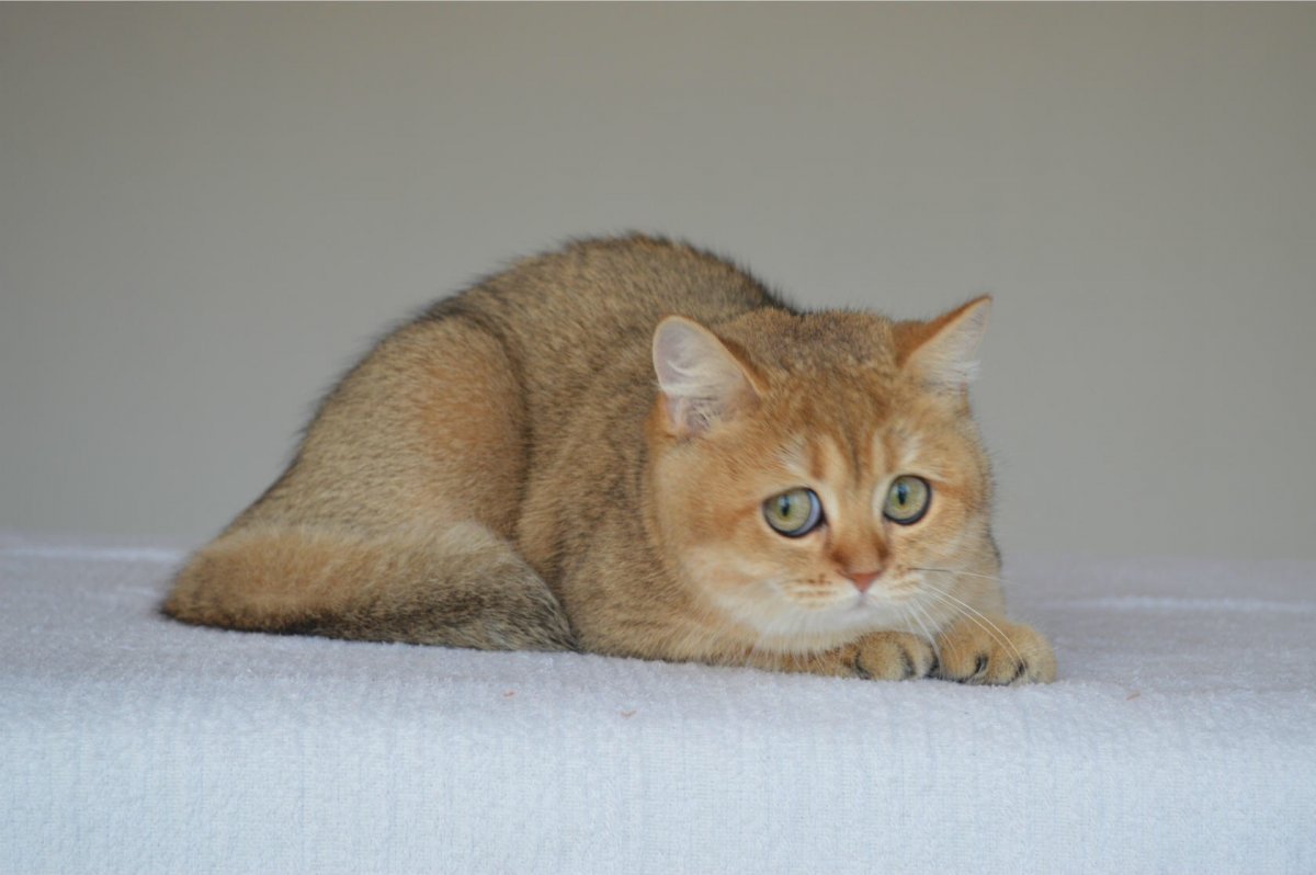 Авито Золотая шиншилла Брянск