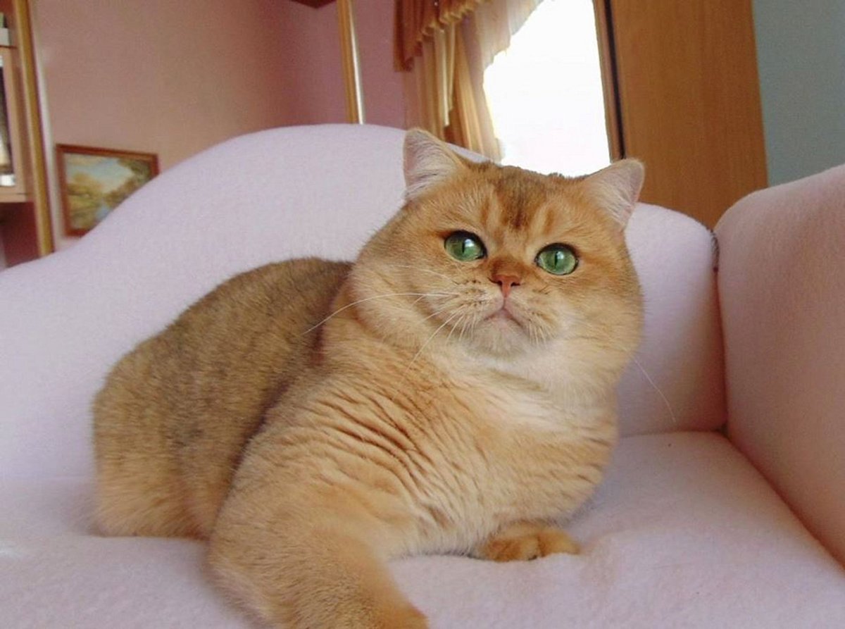 Британская короткошёрстная кошка рыжая
