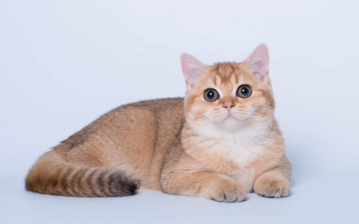 Шотландская прямоухая Золотая шиншилла