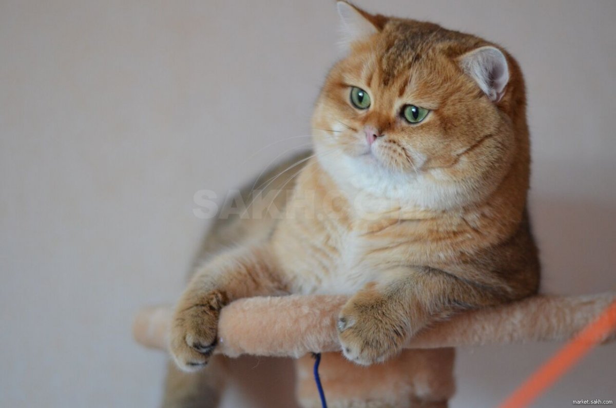 Британская короткошерстная Золотая шиншилла смузи