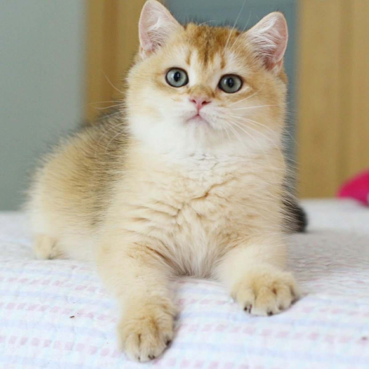 Британские Золотая шиншилла рыжий