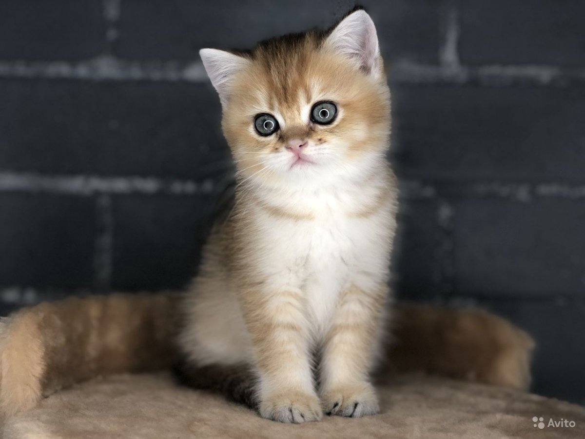 Британская Золотая шиншилла