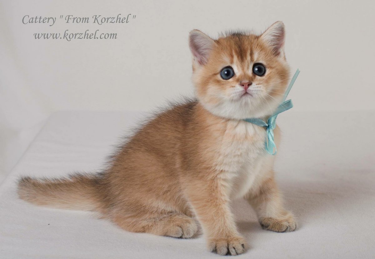 Британская Золотая шиншилла Манчкин