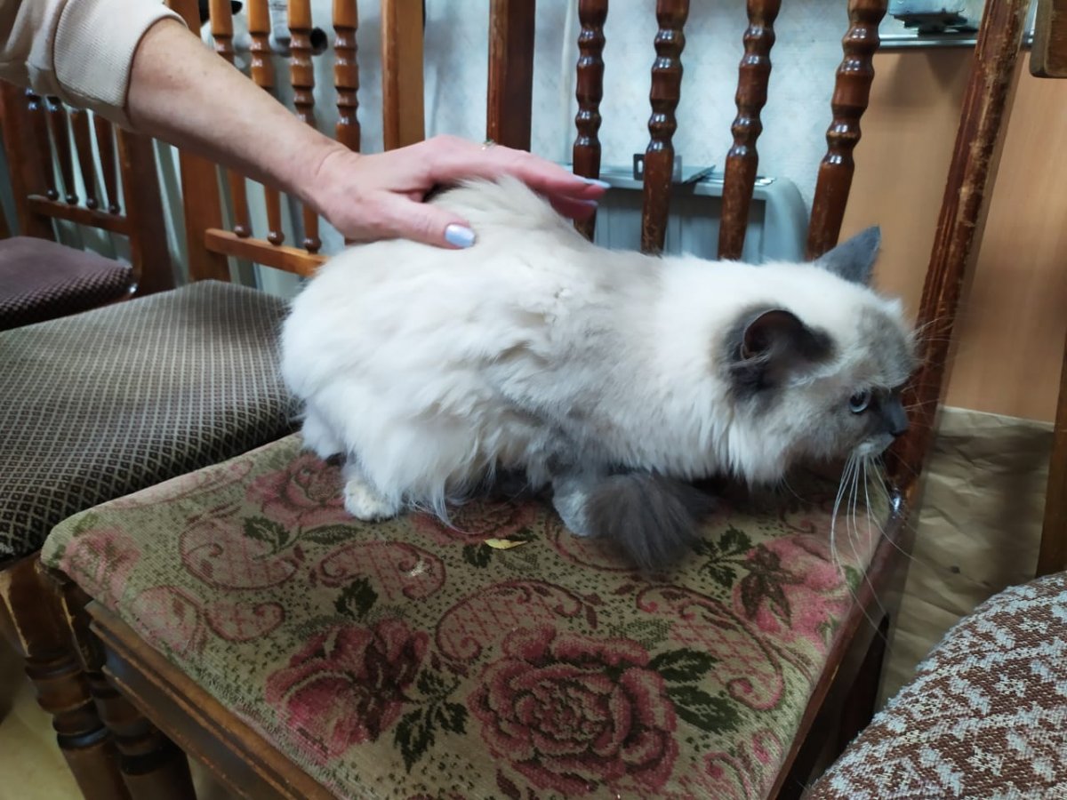 Турецкий Ван кошка