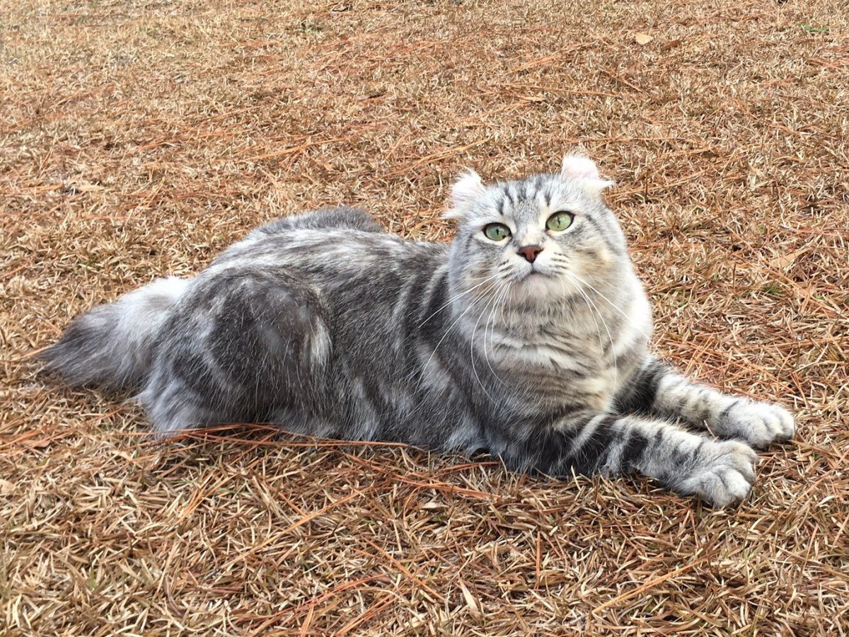 Кошка Николая Баскова