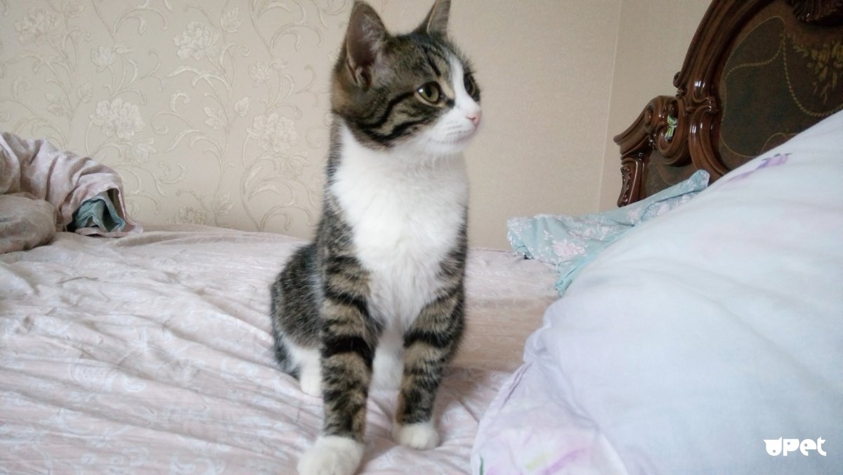 Николай Басков в костюме тигра