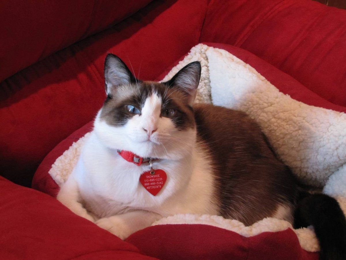 Филипп Киркоров и Николай Басков Феликс