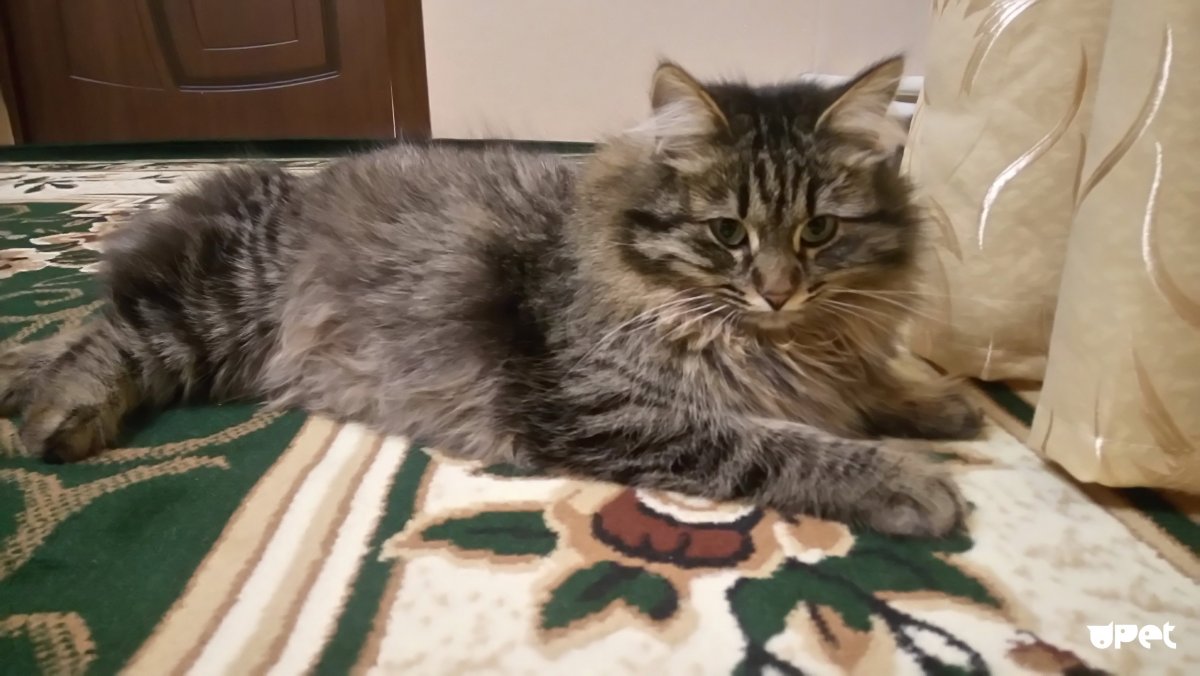 Малахов с кроликом