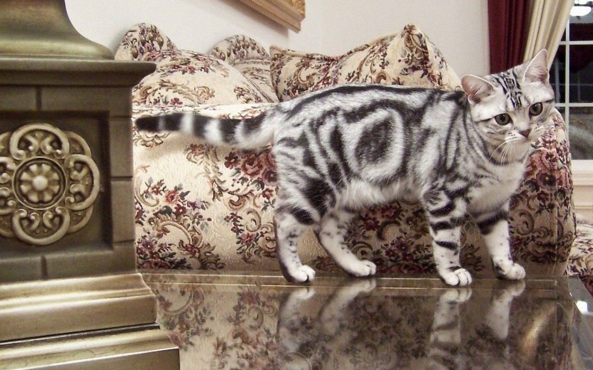 Сибирская кошка голубоглазая