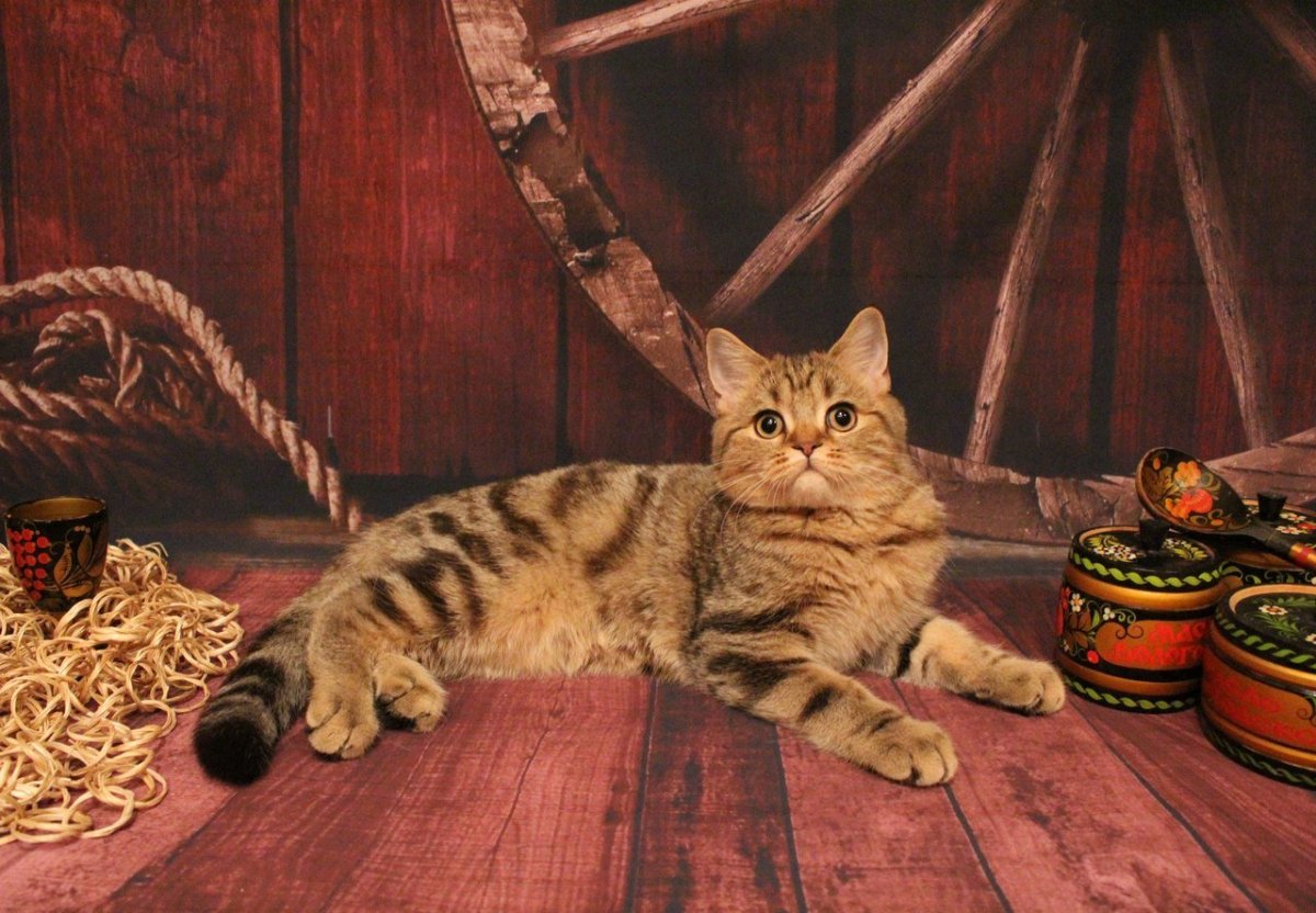 Как зовут кошек в Америке