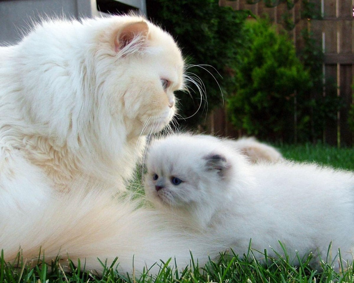 Кошка Баскова Шанель Инстаграм