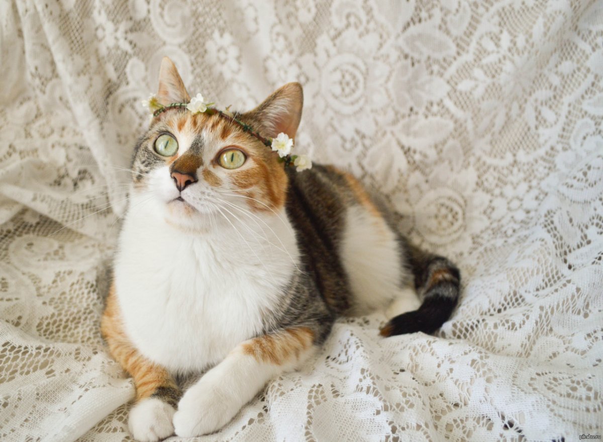 Выставка какие они котики