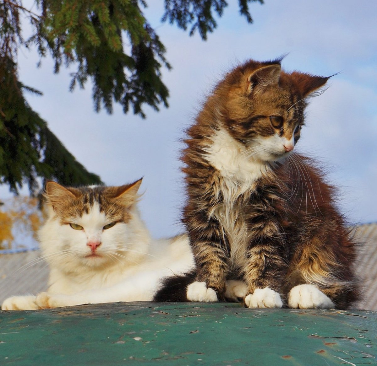 Порода хайленд Линкс