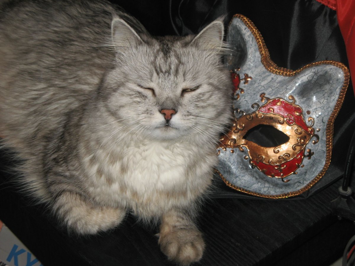 Кошки подали обои что можно