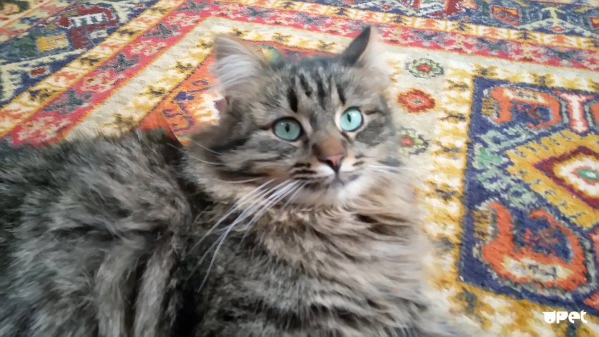 Николай Басков тигр