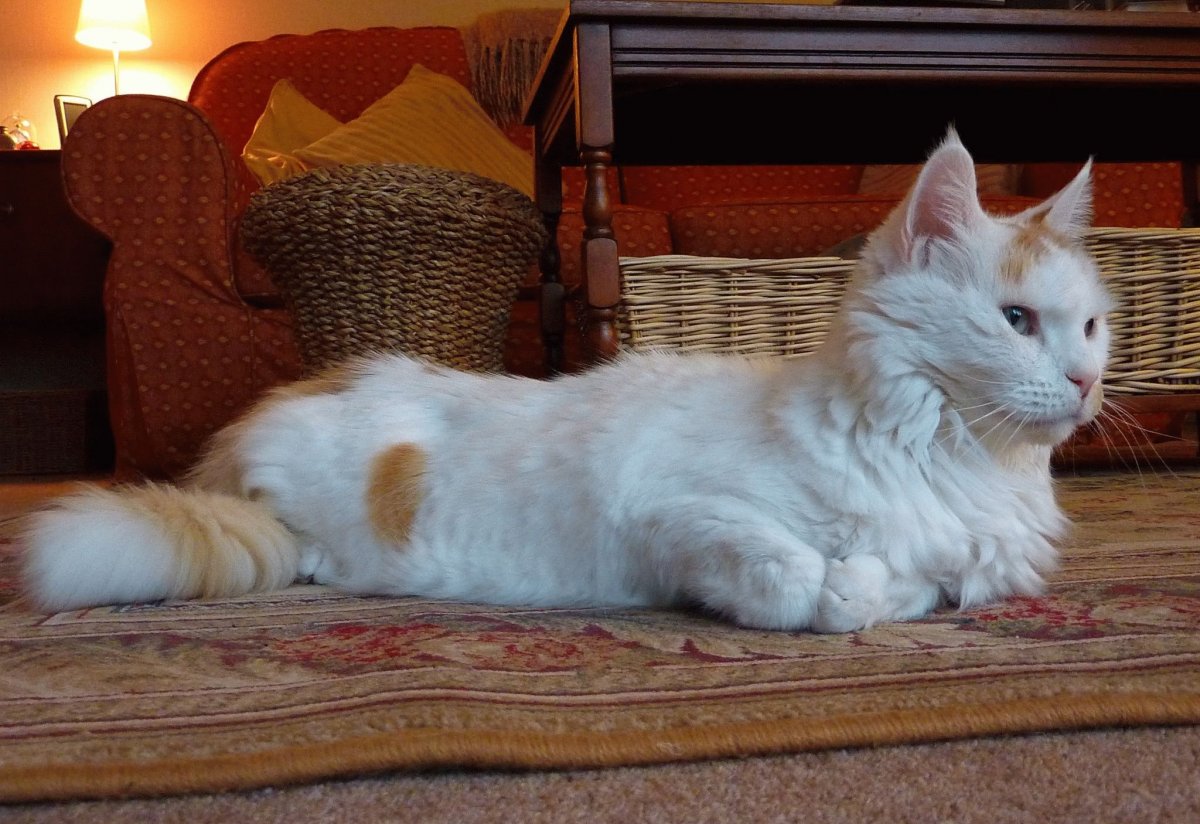 Николай Басков 2008