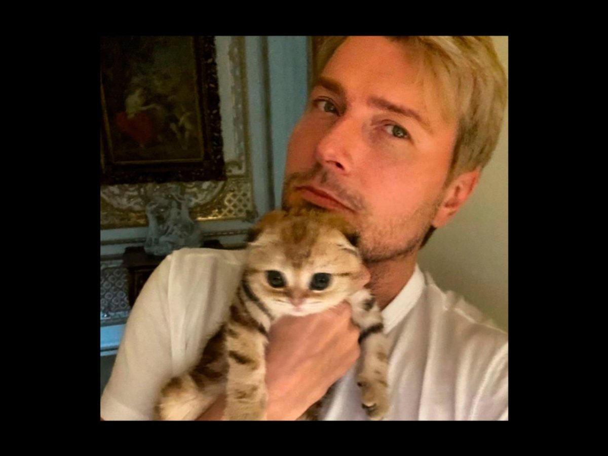 Кошка коли Баскова