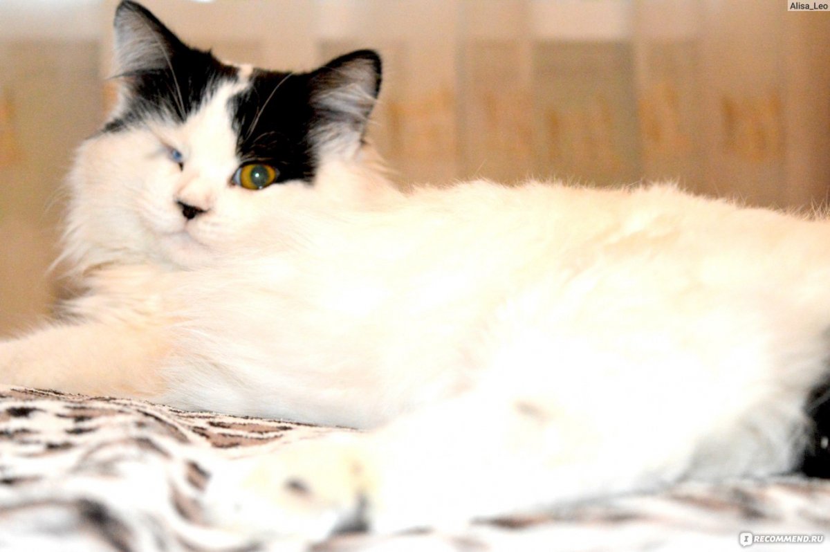 Фото кошки с номером 000