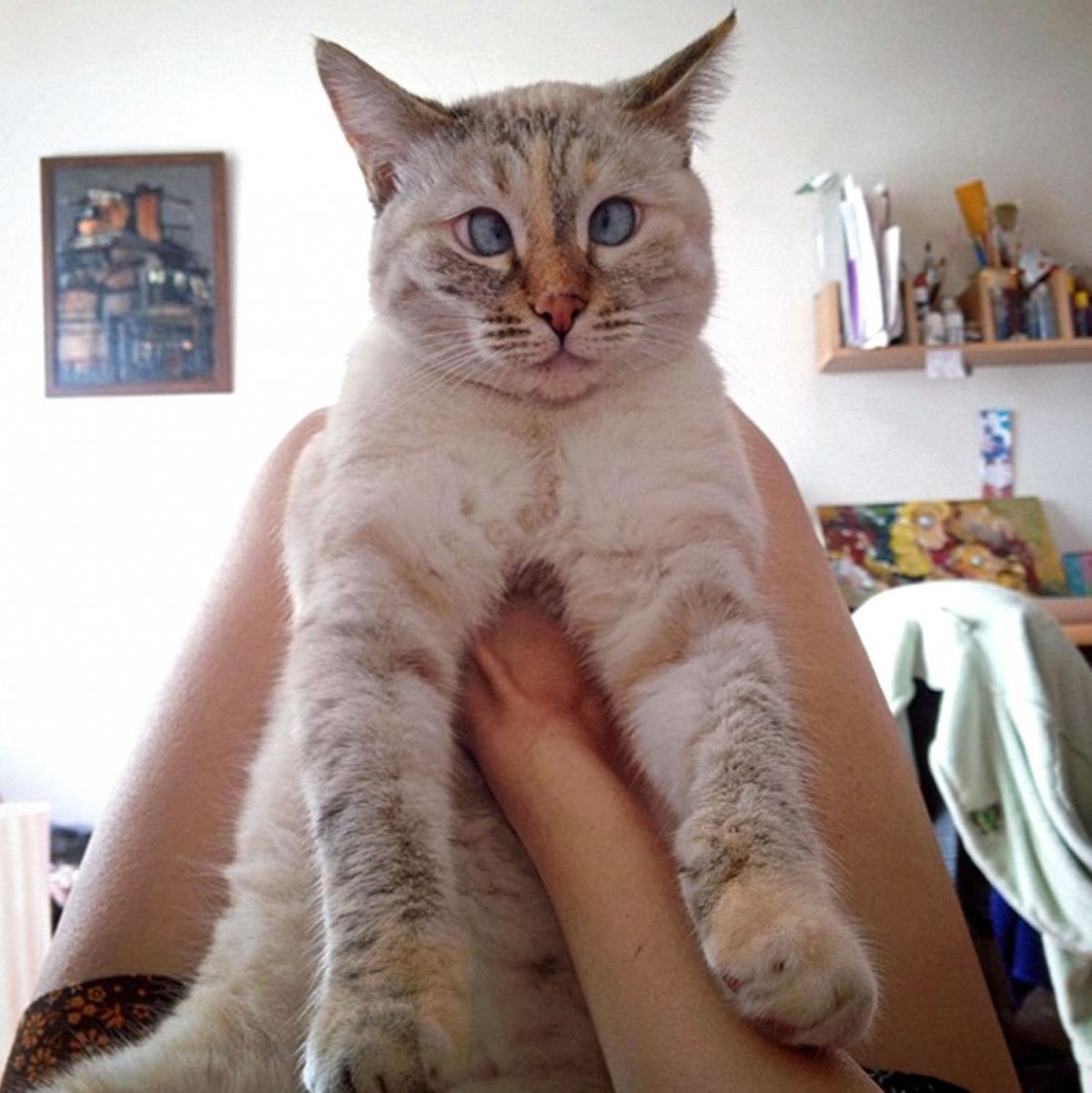 Персидская кошка белая котёнок