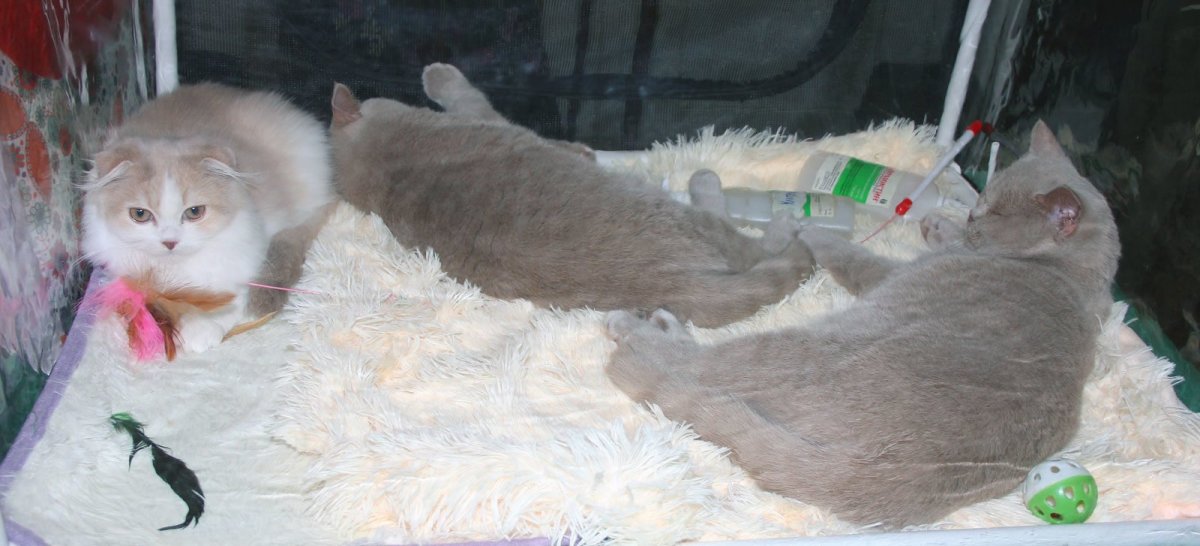 Камео шотландский вислоухий